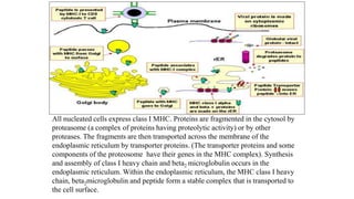All nucleated cells express class I MHC. Proteins are fragmented in the cytosol by
proteasome (a complex of proteins having proteolytic activity) or by other
proteases. The fragments are then transported across the membrane of the
endoplasmic reticulum by transporter proteins. (The transporter proteins and some
components of the proteosome have their genes in the MHC complex). Synthesis
and assembly of class I heavy chain and beta2 microglobulin occurs in the
endoplasmic reticulum. Within the endoplasmic reticulum, the MHC class I heavy
chain, beta2microglobulin and peptide form a stable complex that is transported to
the cell surface.
 