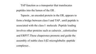 TAP function as a transporter that translocates
peptides into the lumen of the ER .
Tapasin , an encoded protein in the ER, appears to
form a bridge between class I and TAP , until peptide is
associated with the class I molecule .Peptide loading
involves other proteins such as calnexin , calreticuline
and ERP57.These chaperones promote and guide the
assembly of stable class I-β2 microglobulin -peptide
complexes .
 