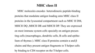 MHC class II
MHC molecules encodes heterodimeric peptide-binding
proteins that modulate antigen loading onto MHC class II
proteins in the lysosomal compartment such as MHC II DM,
MHCII DQ ,MHCII DR and MHCII DP. They are expressed
on most immune system cells specially on antigen presen-
ting cells (macrophages, dendritic cells, B cells and epithe-
lium of thymus ). MHC class II proteins contain α and β
chains and they present antigen fragments to T-helper cells
by binding to CD4 receptor on the T-helper cells.
 