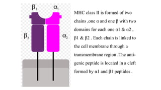 MHC class II is formed of two
chains ,one α and one β with two
domains for each one α1 & α2 ,
β1 & β2 . Each chain is linked to
the cell membrane through a
transmembrane region .The anti-
genic peptide is located in a cleft
formed by α1 and β1 peptides .
 