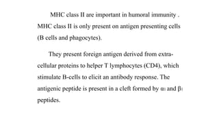 MHC class II are important in humoral immunity .
MHC class II is only present on antigen presenting cells
(B cells and phagocytes).
They present foreign antigen derived from extra-
cellular proteins to helper T lymphocytes (CD4), which
stimulate B-cells to elicit an antibody response. The
antigenic peptide is present in a cleft formed by α1 and β1
peptides.
 
