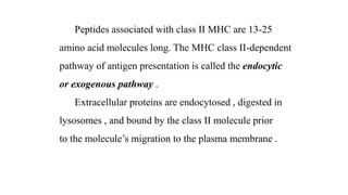 Peptides associated with class II MHC are 13-25
amino acid molecules long. The MHC class II-dependent
pathway of antigen presentation is called the endocytic
or exogenous pathway .
Extracellular proteins are endocytosed , digested in
lysosomes , and bound by the class II molecule prior
to the molecule’s migration to the plasma membrane .
 