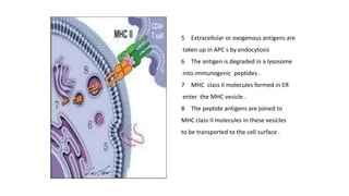 5 Extracellular or exogenous antigens are
taken up in APC s by endocytosis
6 The antigen is degraded in a lysosome
into immunogenic peptides .
7 MHC class II molecules formed in ER
enter the MHC vesicle .
8 The peptide antigens are joined to
MHC class II molecules in these vesicles
to be transported to the cell surface .
 