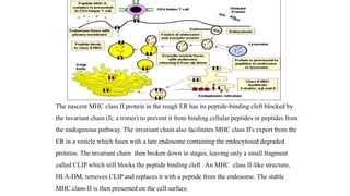 The nascent MHC class II protein in the rough ER has its peptide-binding cleft blocked by
the invariant chain (Ii; a trimer) to prevent it from binding cellular peptides or peptides from
the endogenous pathway. The invariant chain also facilitates MHC class II's export from the
ER in a vesicle which fuses with a late endosome containing the endocytosed degraded
proteins. The invariant chain then broken down in stages, leaving only a small fragment
called CLIP which still blocks the peptide binding cleft . An MHC class II-like structure,
HLA-DM, removes CLIP and replaces it with a peptide from the endosome. The stable
MHC class-II is then presented on the cell surface.
 