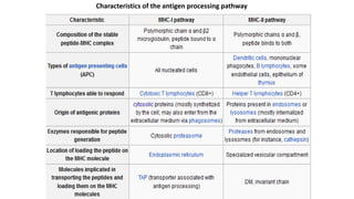 Characteristics of the antigen processing pathway
 