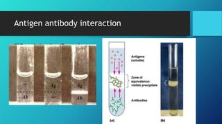 Antigen antibody interaction
Precipitation Reaction:
 