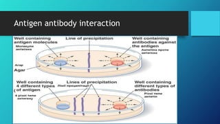 Antigen antibody interaction
Precipitation Reaction:
 