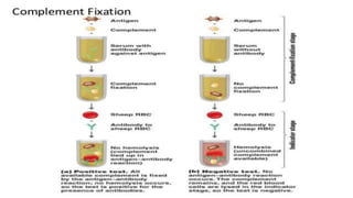Antigen antibody interaction
Complement Fixation:
 