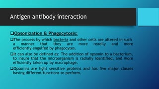 Antigen antibody interaction
Opsonization & Phagocytosis:
The process by which bacteria and other cells are altered in such
a manner that they are more readily and more
efficiently engulfed by phagocytes.
It can also be defined as: The addition of opsonin to a bacterium,
to insure that the microorganism is radially identified, and more
efficiently taken up by macrophage.
Opsonins are light sensitive proteins and has five major classes
having different functions to perform.
 