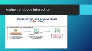 Antigen antibody interaction
 