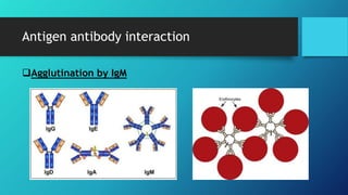 Antigen antibody interaction
Agglutination by IgM
 