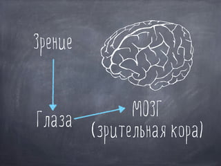 Глаза
МОЗГ
(зрительная кора)
Зрение
 