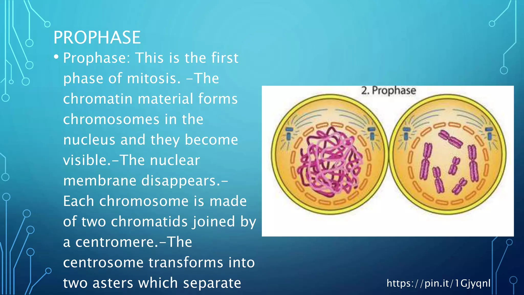 Presentation mitosis | PPTX
