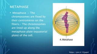 Presentation mitosis | PPT