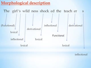 Morphological description
 
