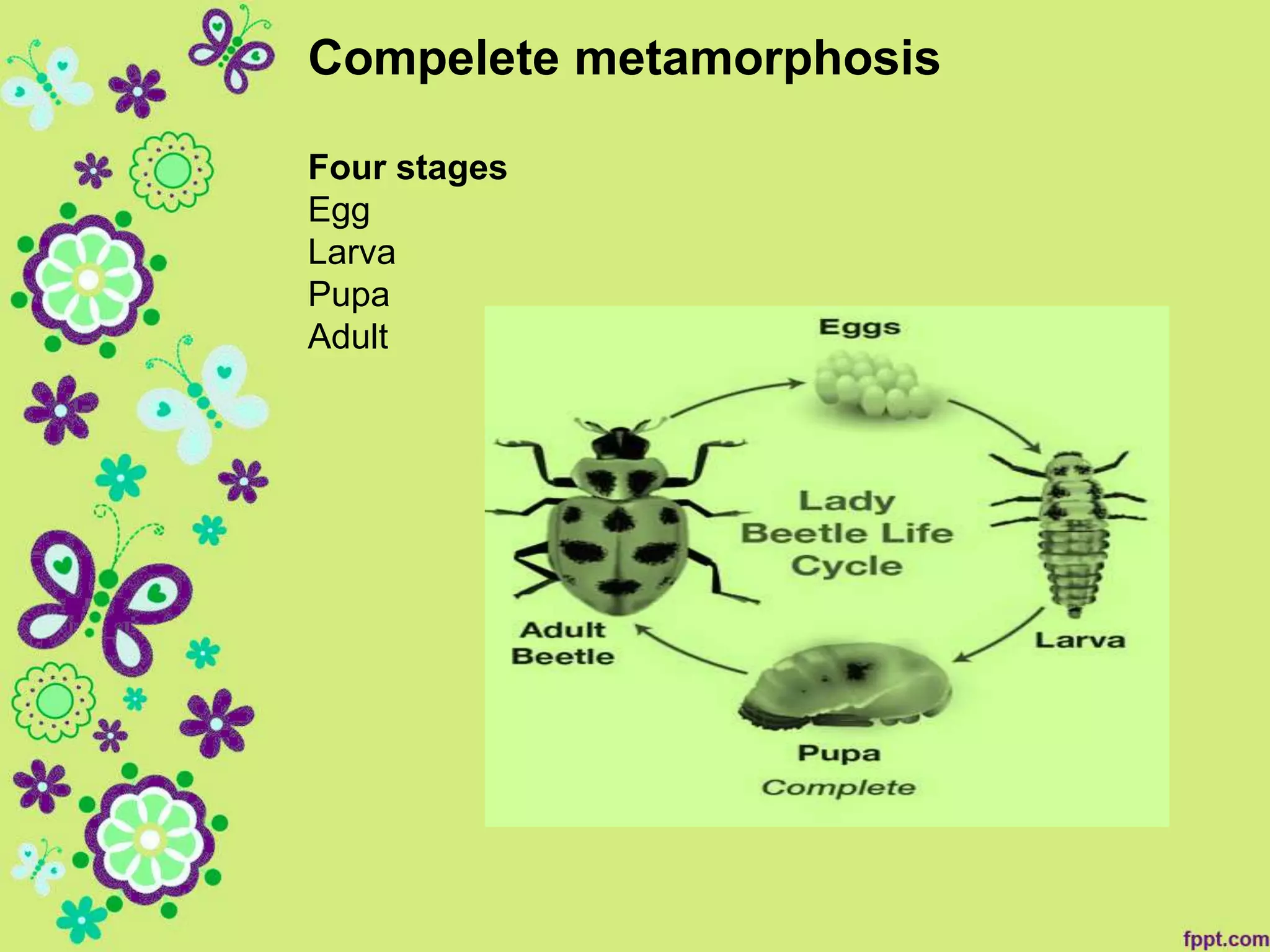 Metamorphosis in insects ,Its types (Mubaika seher) | PPT