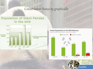 Wildlife of Giant panda | PPTX
