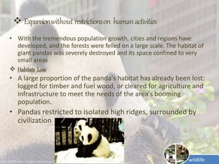 Wildlife of Giant panda | PPTX