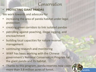 Wildlife of Giant panda | PPTX