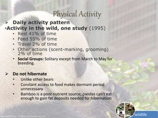 Wildlife of Giant panda | PPTX