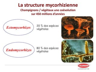 La structure mycorhizienne
Champignons / végétaux une coévolution
sur 450 millions d’années
Ectomycorhizes
Endomycorhizes
20 % des espèces
végétales
80 % des espèces
végétales
 