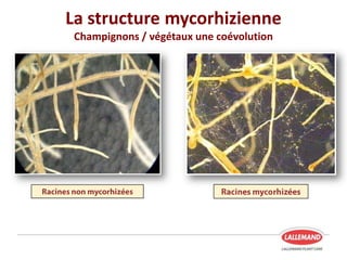 La structure mycorhizienne
Champignons / végétaux une coévolution
 