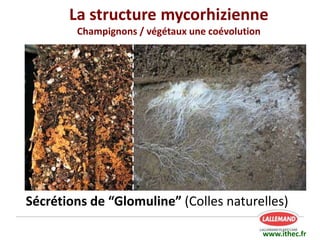 Sécrétions de “Glomuline” (Colles naturelles)
www.ithec.fr
La structure mycorhizienne
Champignons / végétaux une coévolution
 