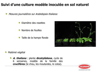Suivi d’une culture modèle inoculée en sol naturel
Mesures journalières sur Arabidopsis thaliana:
Diamètre des rosettes
Nombre de feuilles
Taille de la hampe florale
Matériel végétal
A. thaliana : plante dicotylédone, cycle de
6 semaines, modèle de la famille des
crucifères (le chou, les moutardes, le colza).
 