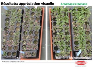 Arabidopsis thalianaRésultats: appréciation visuelle
Photo prise au 40ème jour de culture
NT Bactérie Rhizosphèrique
 