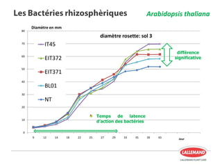 0
10
20
30
40
50
60
70
80
9 12 14 18 22 25 27 29 33 35 39 43
Diamètre en mm
Jour
diamètre rosette: sol 3
IT45
NT
0
10
20
30
40
50
60
70
80
9 12 14 18 22 25 27 29 33 35 39 43
Diamètre en mm
Jour
diamètre rosette: sol 3
IT45
EIT372
EIT371
BL01
NT
différence
significative
Temps de latence
d’action des bactéries
Arabidopsis thaliana
 