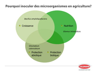 NutritionCroissance
Protection
biotique
Protection
abiotique
Bacillus amyloliquefaciens
Gliocladium
catenulatum
Glomus intraradices
 