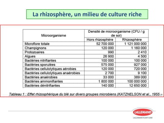 La rhizosphère, un milieu de culture riche
 