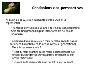 Conclusions and perspectives   Patron de coévolution fluctuante sur la survie et la reproduction femelles survivent mieux avec des mâles contemporains mais ont une probabilité plus importante de ne pas se reproduire Indication d’une coévolution mâle-femelle dans la nature sur une faible échelle de temps (environ 60 générations) Mécanismes sous-jacents ? effet du mate-guarding où les mâles s’accrocheraient aux femelles plus longtemps provoquant une diminution de leur succès reproducteur mesure de la fitness mâle pour voir s’il y a un vrai conflit 