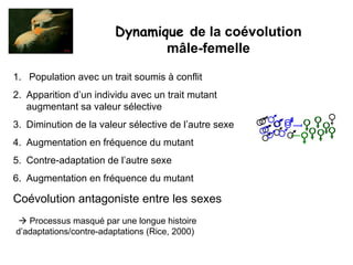 Population avec un trait soumis à conflit Apparition d’un individu avec un trait mutant augmentant sa valeur sélective Diminution de la valeur sélective de l’autre sexe Augmentation en fréquence du mutant Contre-adaptation de l’autre sexe Augmentation en fréquence du mutant Coévolution antagoniste entre les sexes Dynamique  de la coévolution mâle-femelle    Processus masqué par une longue histoire d’adaptations/contre-adaptations (Rice, 2000) 