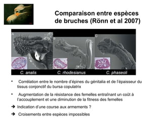 Comparaison entre espèces  de bruches (Rönn et al 2007) Corrélation entre le nombre d’épines du génitalia et de l’épaisseur du tissus conjonctif du bursa copulatrix Augmentation de la résistance des femelles entraînant un coût à l’accouplement et une diminution de la fitness des femelles Indication d’une course aux armements ? Croisements entre espèces impossibles 