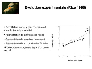 Evolution expérimentale (Rice 1996) Corrélation du taux d’accouplement avec le taux de mortalité Augmentation de la fitness des mâles Augmentation de taux d’accouplement Augmentation de la mortalité des femelles Coévolution antagoniste signe d’un conflit sexuel 