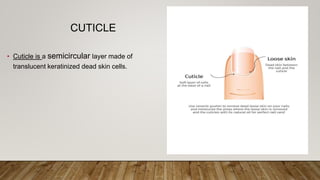 CUTICLE
• Cuticle is a semicircular layer made of
translucent keratinized dead skin cells.
 