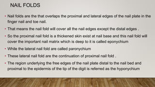 NAIL FOLDS
• Nail folds are the that overlaps the proximal and lateral edges of the nail plate in the
finger nail and toe nail.
• That means the nail fold will cover all the nail edges except the distal edges .
• So the proximal nail fold is a thickened skin exist at nail base and this nail fold will
cover the important nail matrix which is deep to it is called eponychium
• While the lateral nail fold are called paronychium
• These lateral nail fold are the continuation of proximal nail fold .
• The region underlying the free edges of the nail plate distal to the nail bed and
proximal to the epidermis of the tip of the digit is referred as the hyponychium
 