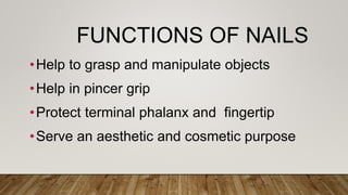 FUNCTIONS OF NAILS
•Help to grasp and manipulate objects
•Help in pincer grip
•Protect terminal phalanx and fingertip
•Serve an aesthetic and cosmetic purpose
 