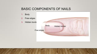 BASIC COMPONENTS OF NAILS
1. Body
2. Free edges
3. Hidden border
Body Hidden border
Free edges
 