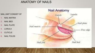 ANATOMY OF NAILS
NAIL UNIT CONSIST OF
1. NAIL MATRIX
2. NAIL BED
3. NAIL PLATE
4. LUNULA
5. CUTICLE
6. NAIL FOLDS
 