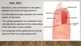 NAIL BED
• Nail bed a area underneath the nail plate (
Between the lunula and hyponychium)
• It is thin epidermal layer represent the ventral
portion of nail matrix
• The nail bed epithelium is so adherent to the
nail plate that is attached to the undersurface
of the nail when a nail is avulsed.
• It is composed of thin epidermal and dermal
layer but there is no subcutaneous fat.
 