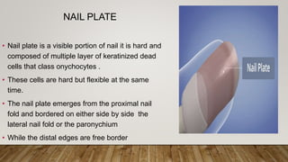 NAIL PLATE
• Nail plate is a visible portion of nail it is hard and
composed of multiple layer of keratinized dead
cells that class onychocytes .
• These cells are hard but flexible at the same
time.
• The nail plate emerges from the proximal nail
fold and bordered on either side by side the
lateral nail fold or the paronychium
• While the distal edges are free border
 