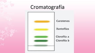 Cromatografía