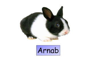 Arnab
 