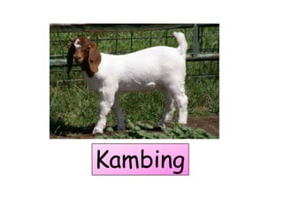 Kambing
 