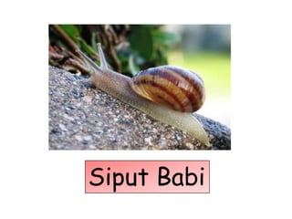 Siput Babi
 