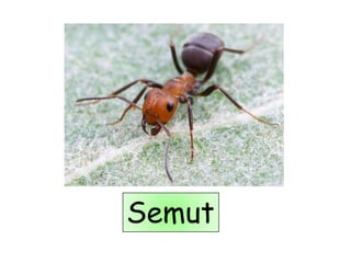 Semut
 