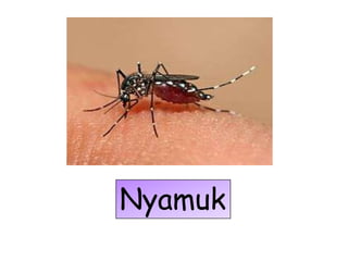 Nyamuk
 