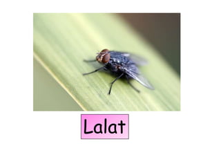 Lalat
 